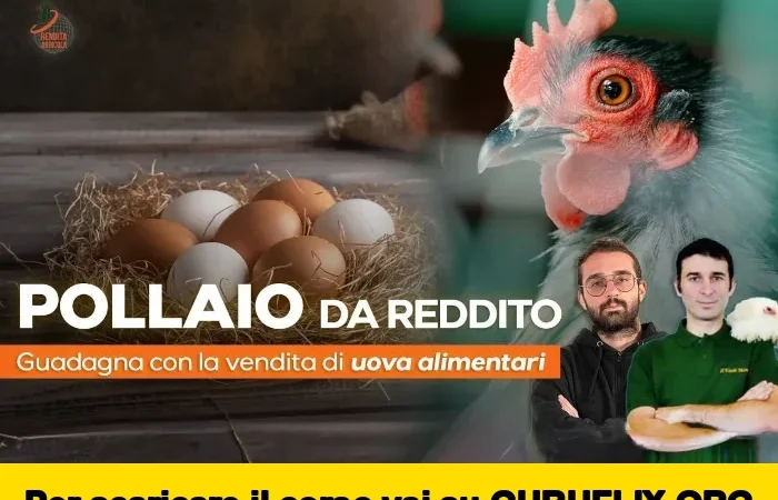 [95% OFF] Pollaio da Reddito di Rendita Agricola