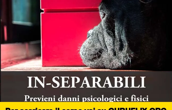 [95% OFF] In-Separabili di Fantasticane