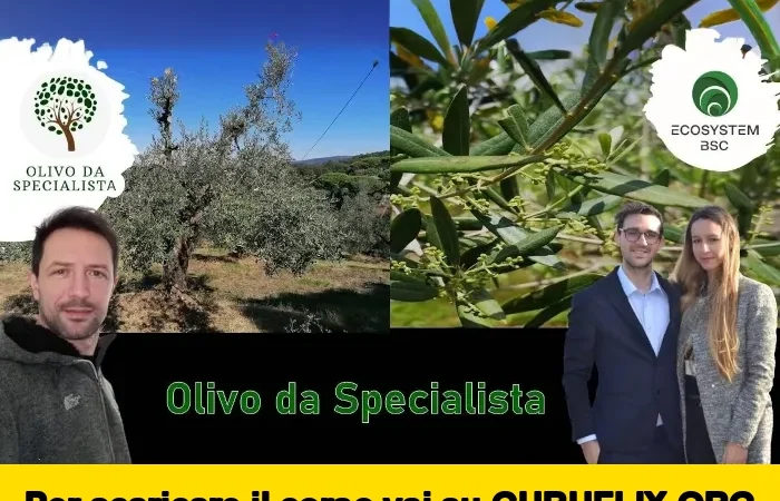 [95% OFF] Olivo Da Specialista di Rendita Agricola